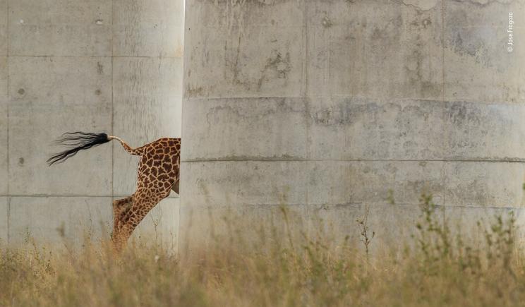 © Jose Fragozo, Wildlife Photographer of the Year