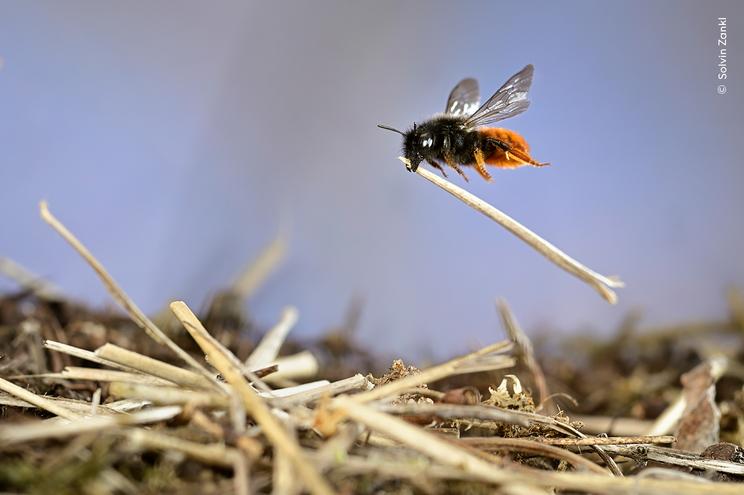 Solvin Zankls billede til Wildlife Photographer of the Year