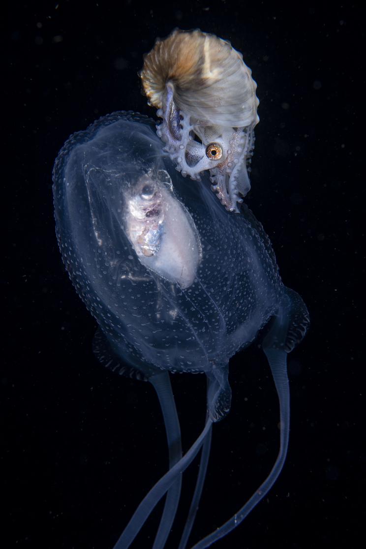 Wildlife Photographer of the Year, Jørgen Rasmussen