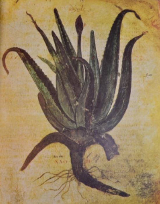 Tidlig afbildning af en Aloe fra Juliana Anicia Codex