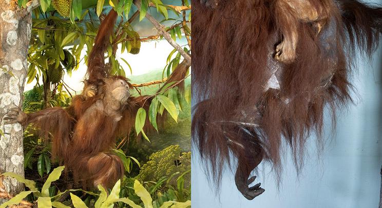 Orangutan-udstopningerne før konserveringsarbejdet.