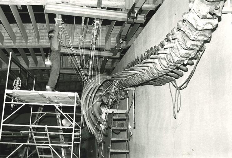 Grønlandshvalens gigantiske krop fæstnes i Zoologisk Museums Oceanhal, 1980. 