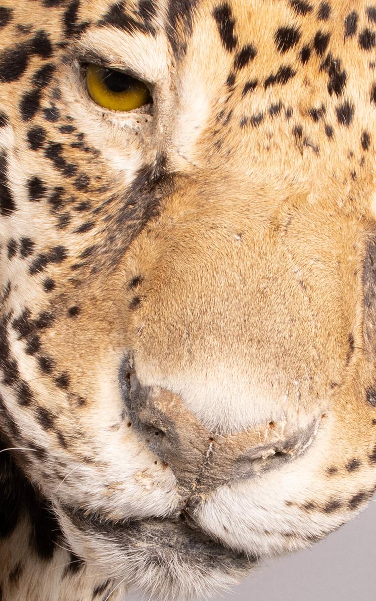 Nærbillede af Jaguarens skind med huller fra de fjernede nåle.