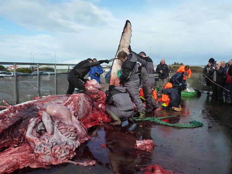 Pukkelhval (8 meter) omkommet i fiskenet i Skagen, 2019