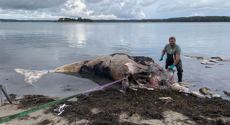 Pukkelhvals skulderblad dissekeres på stranden