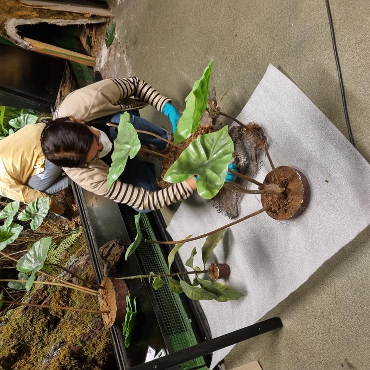 Konservatorerne fjerner forsigtigt kunstige planter specialfremstillet til okapi-dioramaet.