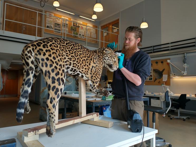 Afrensning af jaguar-monteringens pels med støvsuger og børstning. Fotograf: Mikkel Ege Bartholdy