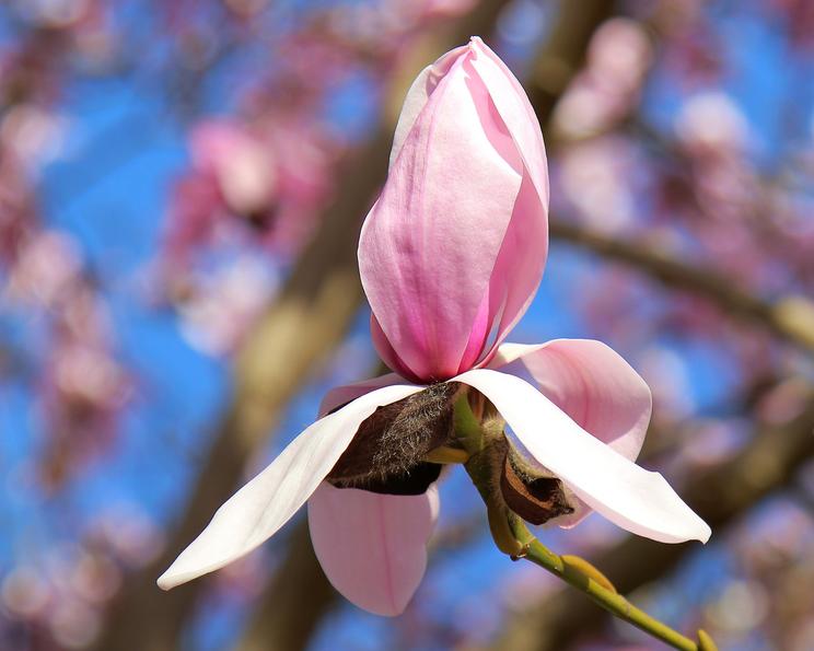 Magnolia