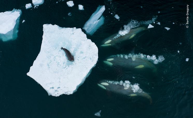 'Farlig flodbølge' af Bertie Gregory, Wildlife Photographer of the Year, 