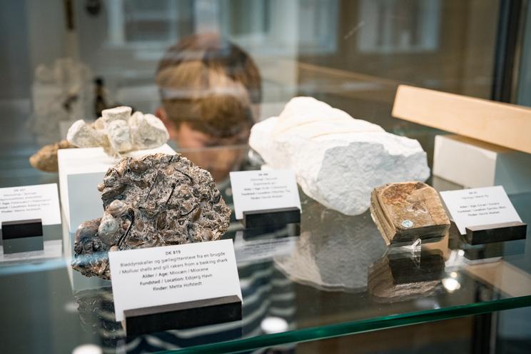 Dreng kigger på fossiler