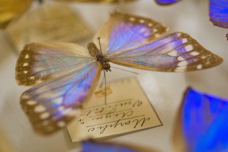 Sommerfugl i Statens Naturhistoriske Museums samlinger