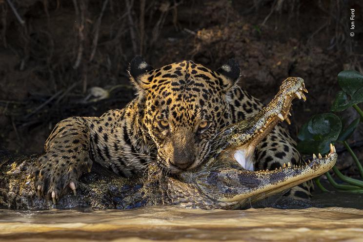 Ian Ford (Storbritannien) dokumenterer øjeblikket, da en jaguar bider en kaiman ihjel i Pantanal.