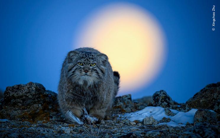 Godt camoufleret. Xingchao Zhu (Kina) står ansigt til ansigt med en manul i det svage månelys. 