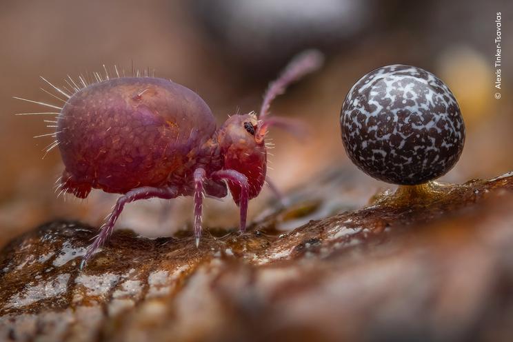 Alexis Tinker-Tsavalas ©, Wildlife Photographer of the Year