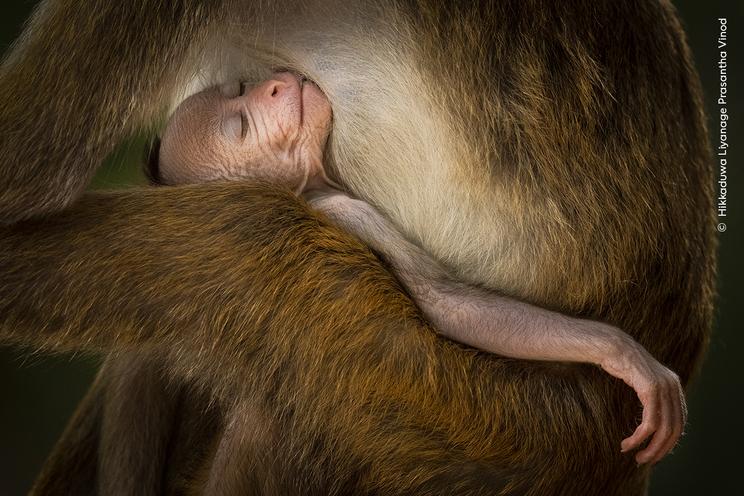 Foto af Hikkaduwa Liyanage Prasantha Vinod ©, Wildlife Photographer of the Year