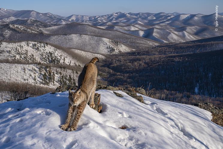 Igor Metelskiy ©, Wildlife Photographer of the Year