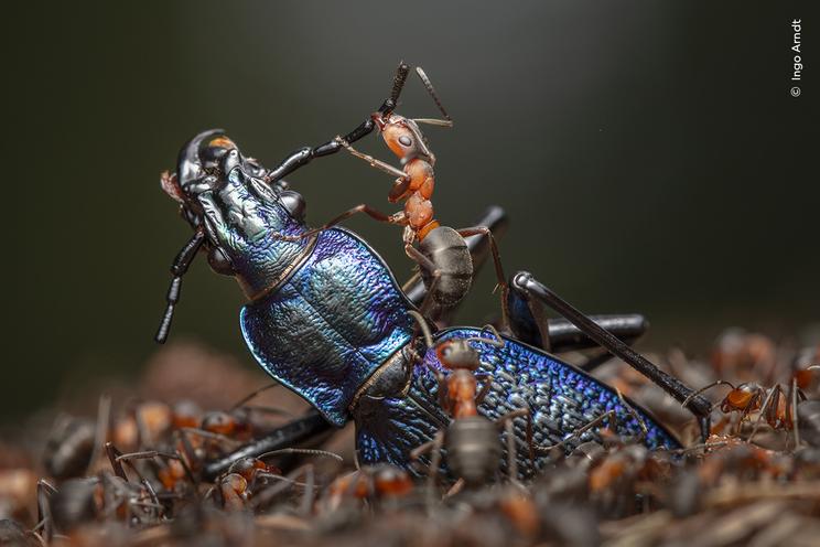 Foto af Ingo Arndt ©, Wildlife Photographer of the Year