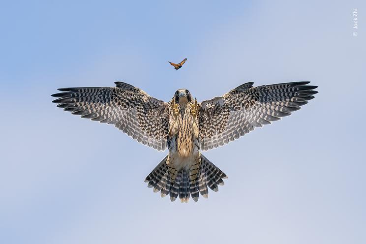 Jack Zhi ©, Wildlife Photographer of the Year