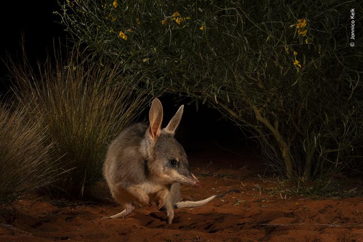 Jannico Kelk ©, Wildlife Photographer of the Year