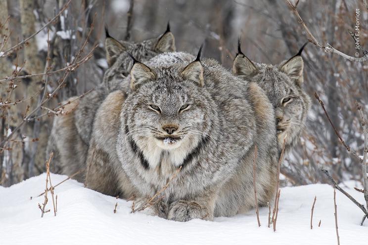 John Marriott ©, Wildlife Photographer of the Year