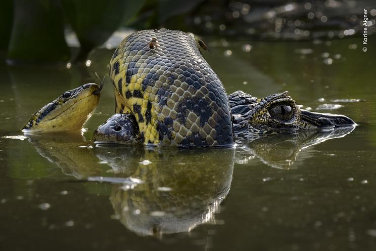 Karine Aigner ©, Wildlife Photographer of the Year