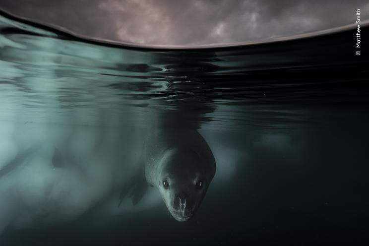 Matthew Smith ©, Wildlife Photographer of the Year