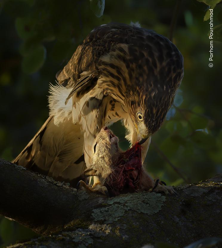 Parham Pourahmad ©, Wildlife Photographer of the Year