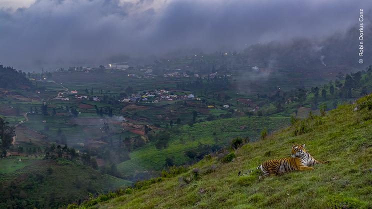 Robin Darius ©, Wildlife Photographer of the Year