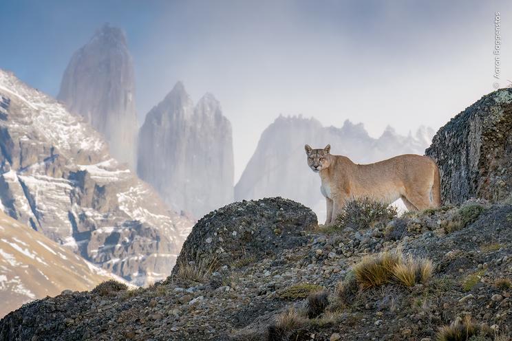 © Aaron Baggenstos, Wildlife Photographer of the Year