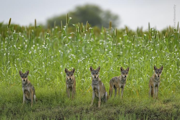 © Arvind Ramamurthy, Wildlife Photographer of the Year