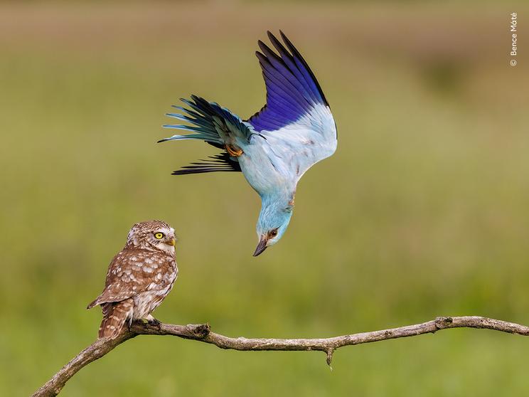 © Bence Máté, Wildlife Photographer of the Year