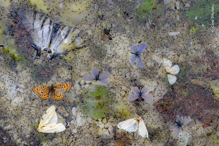 © Carlo D’Aurizio, Wildlife Photographer of the Year