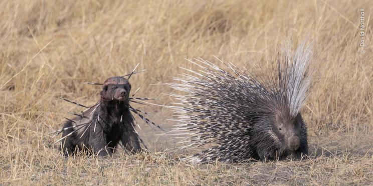 © David Northall, Wildlife Photographer of the Year