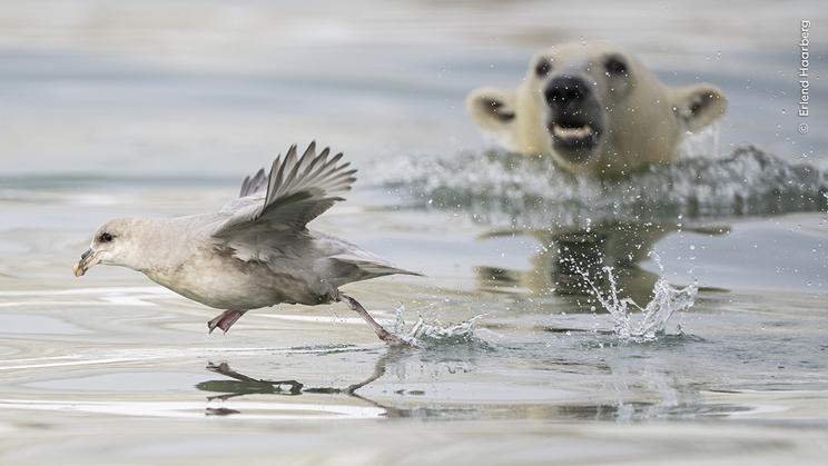 En isbjørneunge forsøger et overraskelsesangreb på en mallemuk i ø-havet ud for Svalbard i Norge. © Erlend Haarberg, Wildlife Photographer of the Year