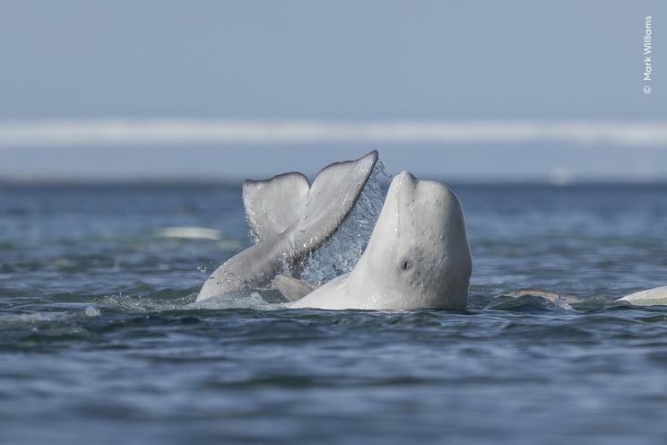 © Mark Williams, Wildlife Photographer of the Year