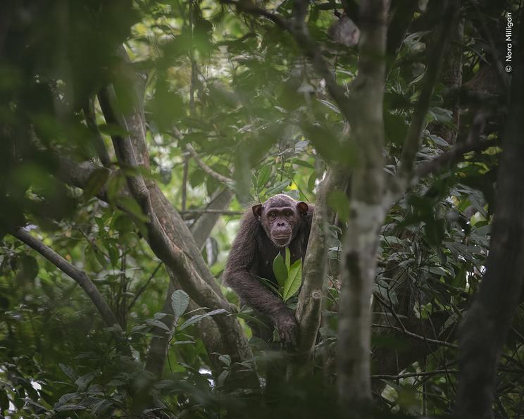 © Nora Milligan, Wildlife Photographer of the Year