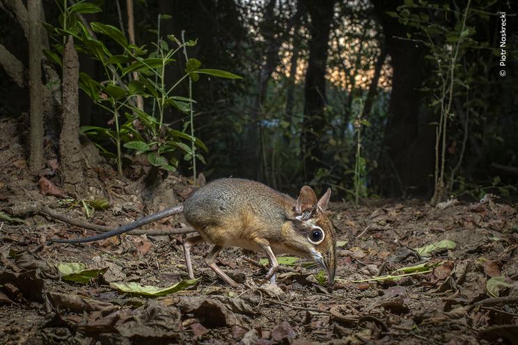 © Piotr Naskrecki, Wildlife Photographer of the Year