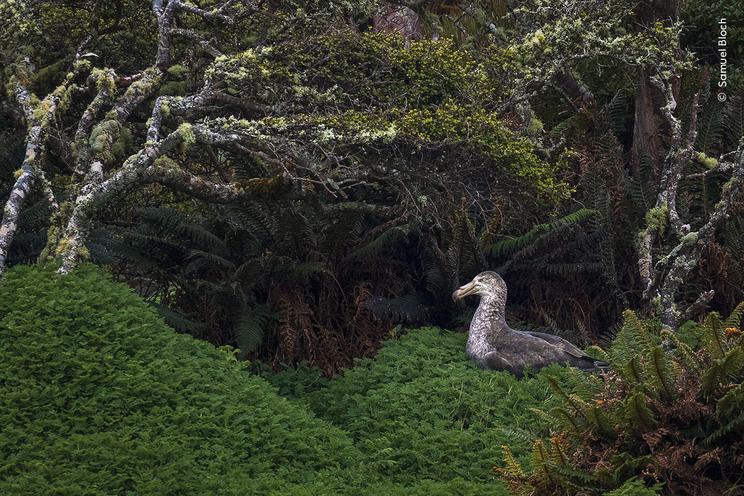 © Samuel Bloch, Wildlife Photographer of the Year