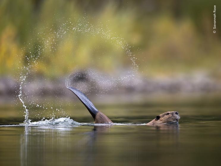 © Savannah Rose, Wildlife Photographer of the Year