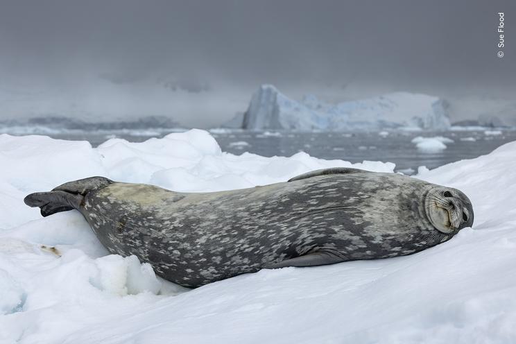 © Sue Flood, Wildlife Photographer of the Year