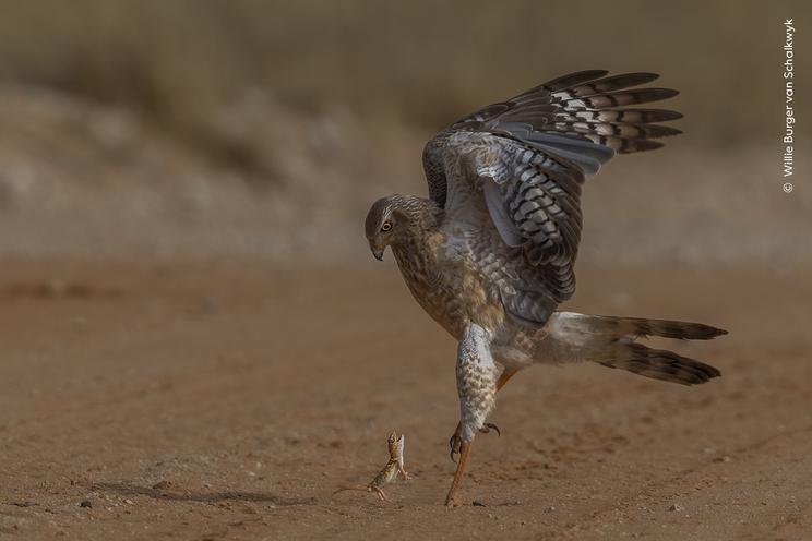 © Willie Burger van Schalkwyk, Wildlife Photographer of the Year