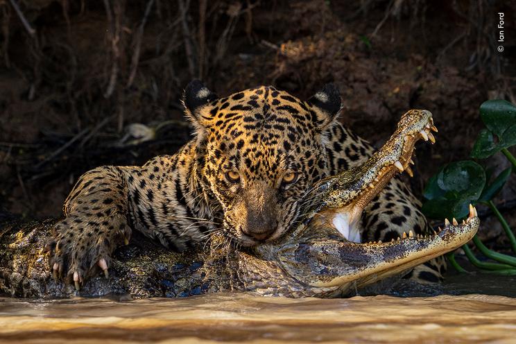 Udstillingen viser de dramatiske øjeblikke i naturen. Som når en jaguar kæmper mod en kaiman i Pantanal - verdens største vådområde i Sydamerika. © Ian Ford, 'Wildlife Photographer of the Year'