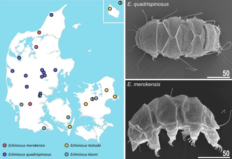 Et eksempel på biogeografisk regionalisering i den danske fauna: slægten Echiniscus. Statens Naturhistoriske Museum