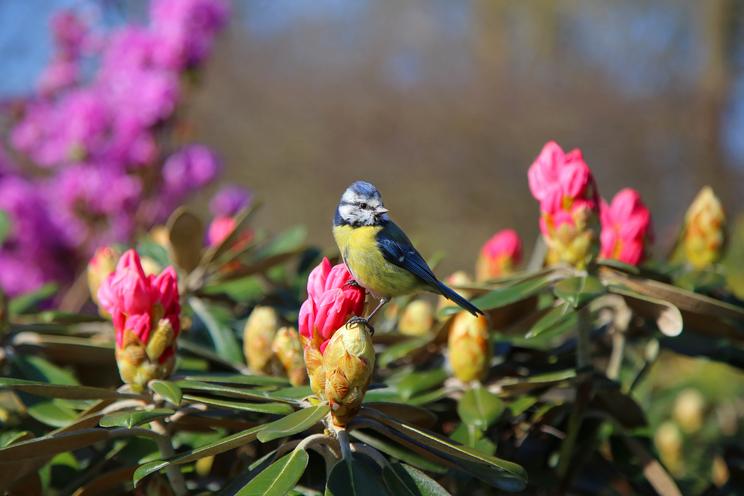 Blåmejse i Rododendron