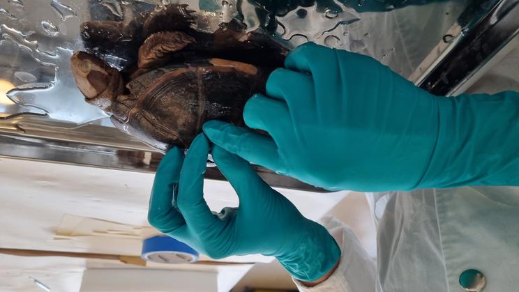 Anastasia genpåsætter en hornplade på et skildpaddeskjold med gelatine-lim. Foto: Bethany Palumbo
