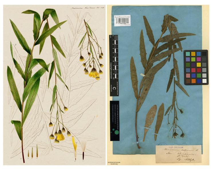 Blågrøn høgeurt, Hieracium aestivum. Til venstre: originalt håndkoloreret kobberstik fra Flora Danica. Til højre: herbarieark med presset planteeksemplar.
