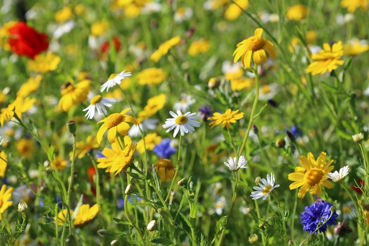 Blomster i græs