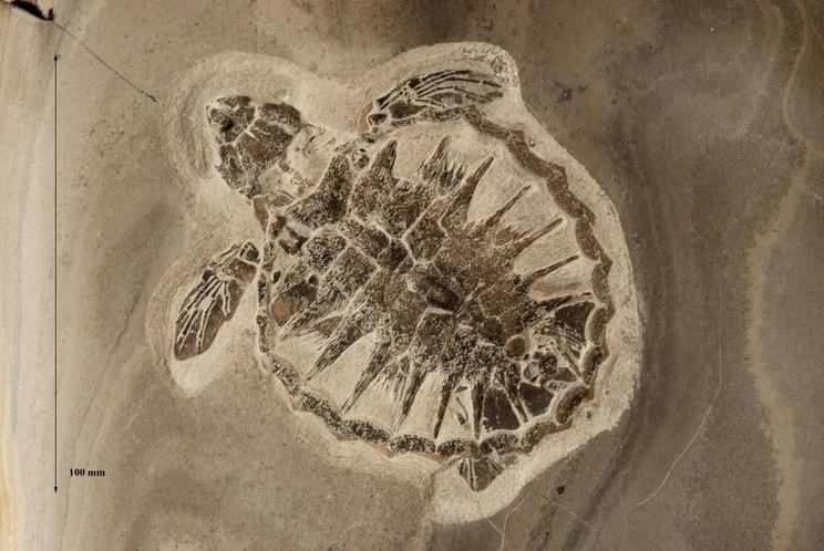 Fossil af havskildpadde, Tasbacka danica, indsamlet i 2008 og erklæret for danekræ.