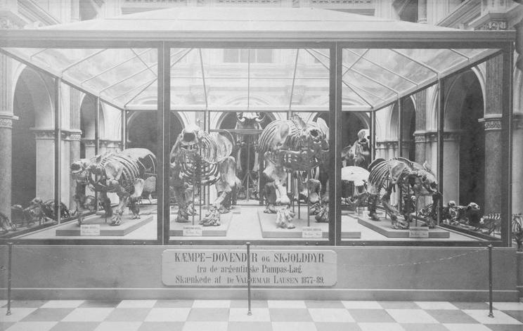 Skeletter af kæmpedovendyr i udstillingerne på Universitetets Zoologiske Museum. Tredje opstilling fra venstre er det kæmpedovendyr, som dette indlæg omhandler. Fotograf ukendt, 1891.