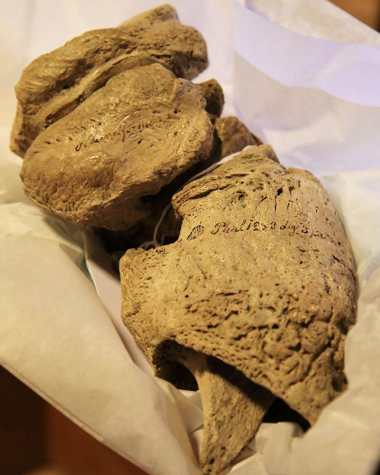 En af kløerne fra nedtagningen, med den sirlige skrift, som indikerer genstandens alder i museets samling. Foto: Sasha Gry Hegelund